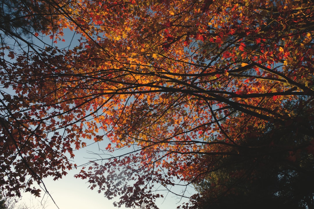 red and brown leaves tree