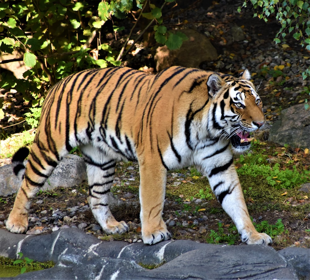 Tiger, der tagsüber in der Nähe von grünen Blättern auf dem Boden liegt