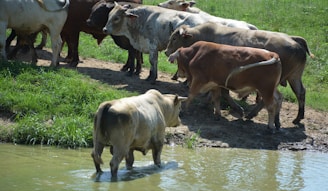 A group of cattle standing on a grassy area near a muddy bank, with one cow stepping into a shallow water body. The scene is set in a rural outdoor environment under daylight.