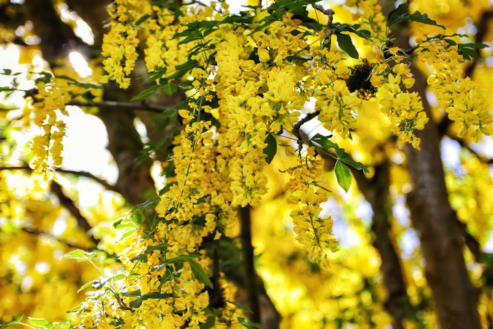 yellow and green leaf tree