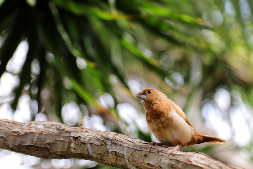 brown bird on brown tree branch during daytime