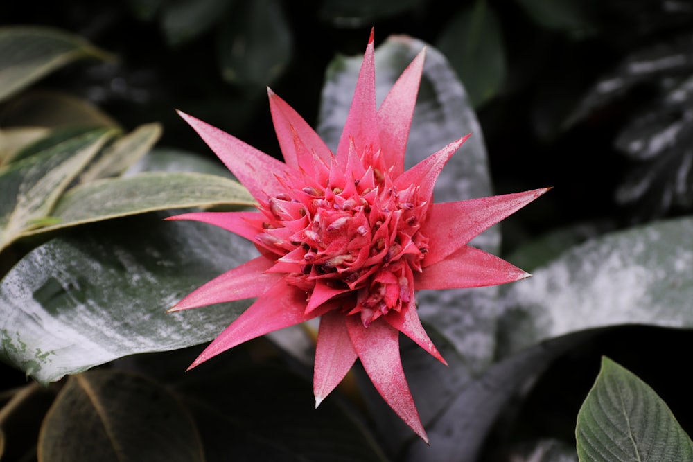 red and green plant in close up photography