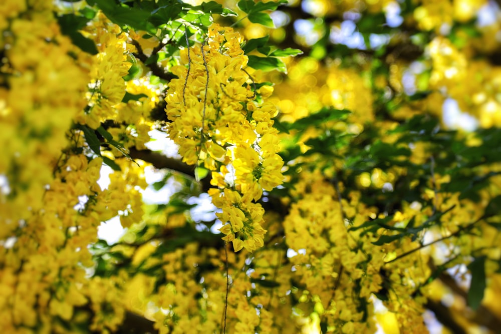 yellow leaves on tree branch during daytime