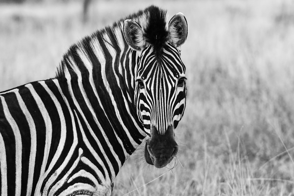 zebra on brown grass field during daytime