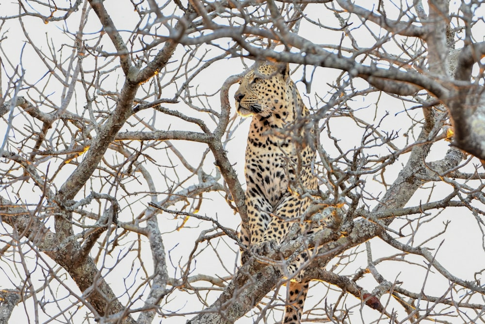 leopard on brown leafless tree