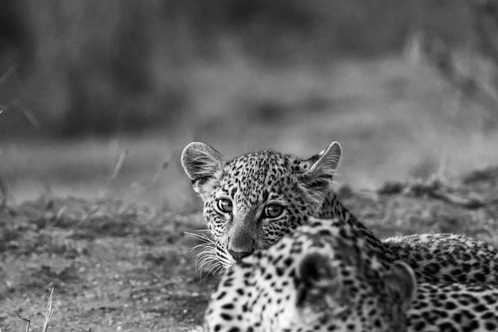 grayscale photo of leopard lying on ground