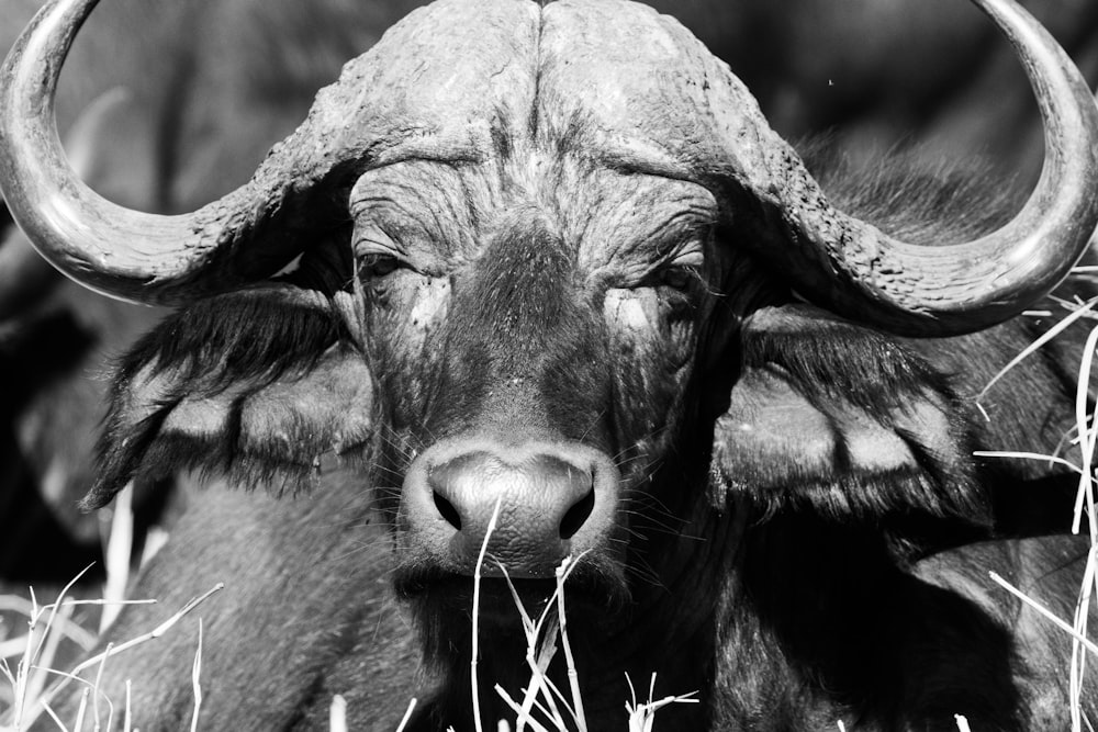 grayscale photo of water buffalo