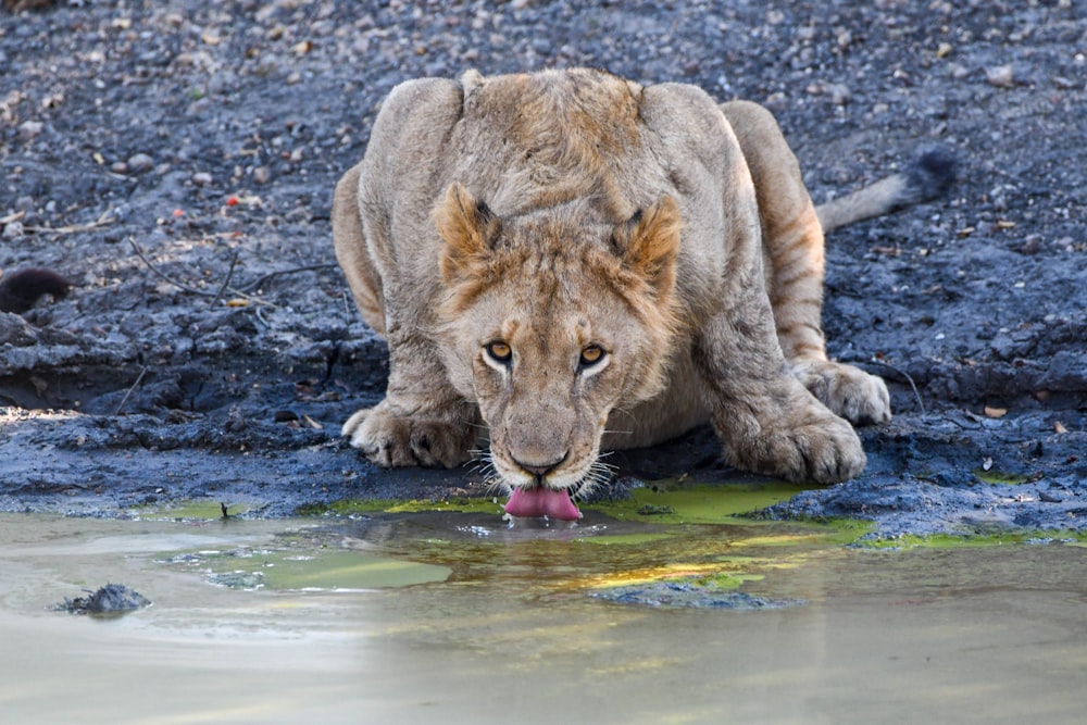 brown lioness on water during daytime