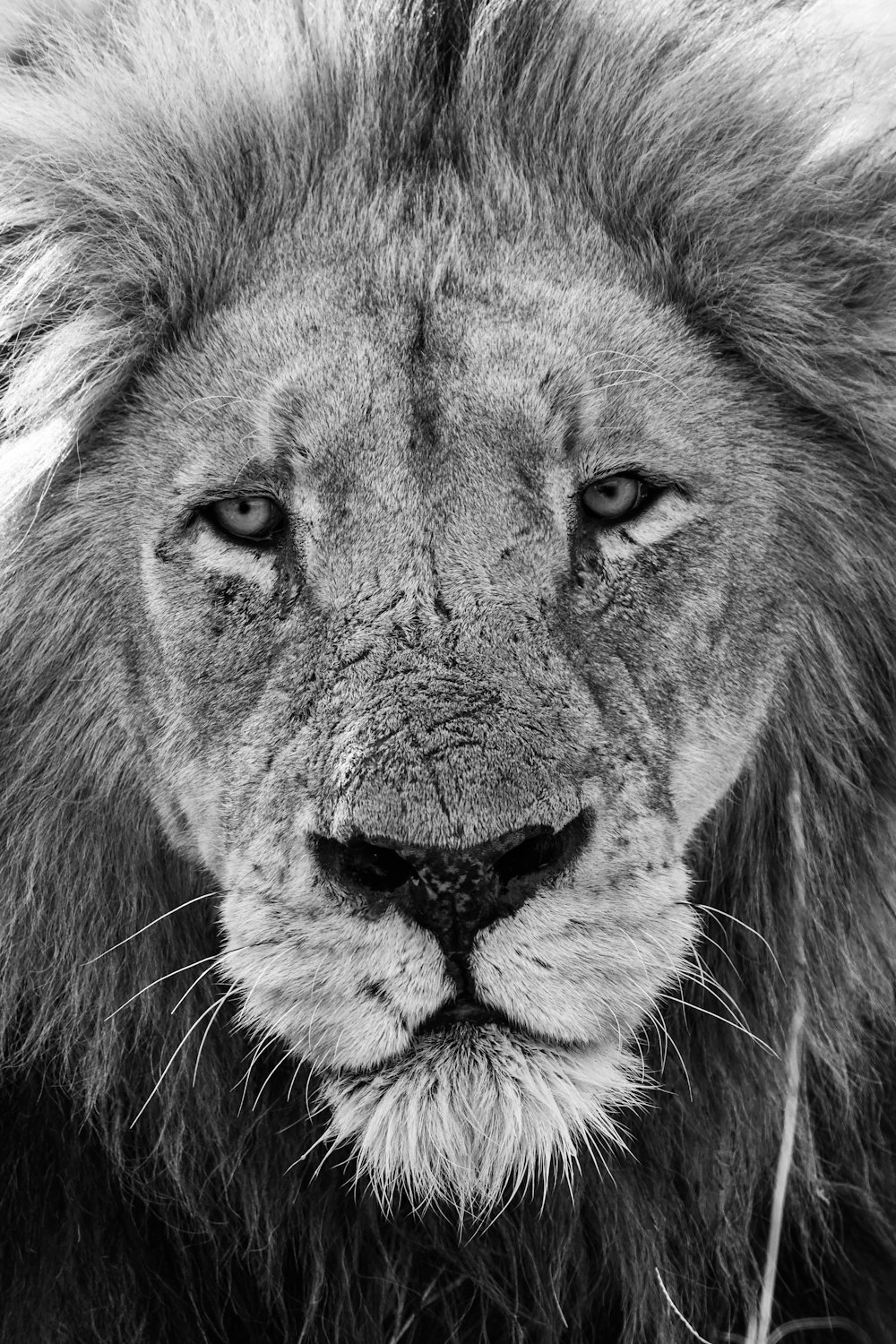 Löwe mit schwarzen Augen in der Graustufenfotografie