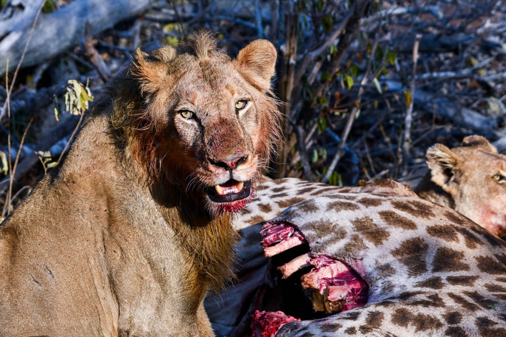 brown lion eating ice cream