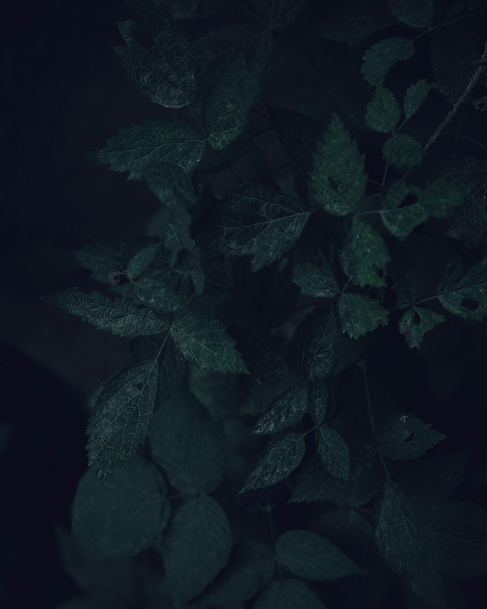 green leaves in dark room