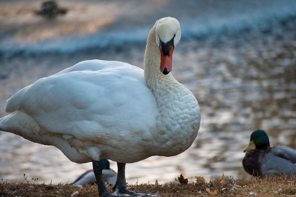 white duck on brown grass during daytime