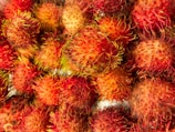 red and yellow cactus plant