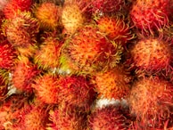 red and yellow cactus plant