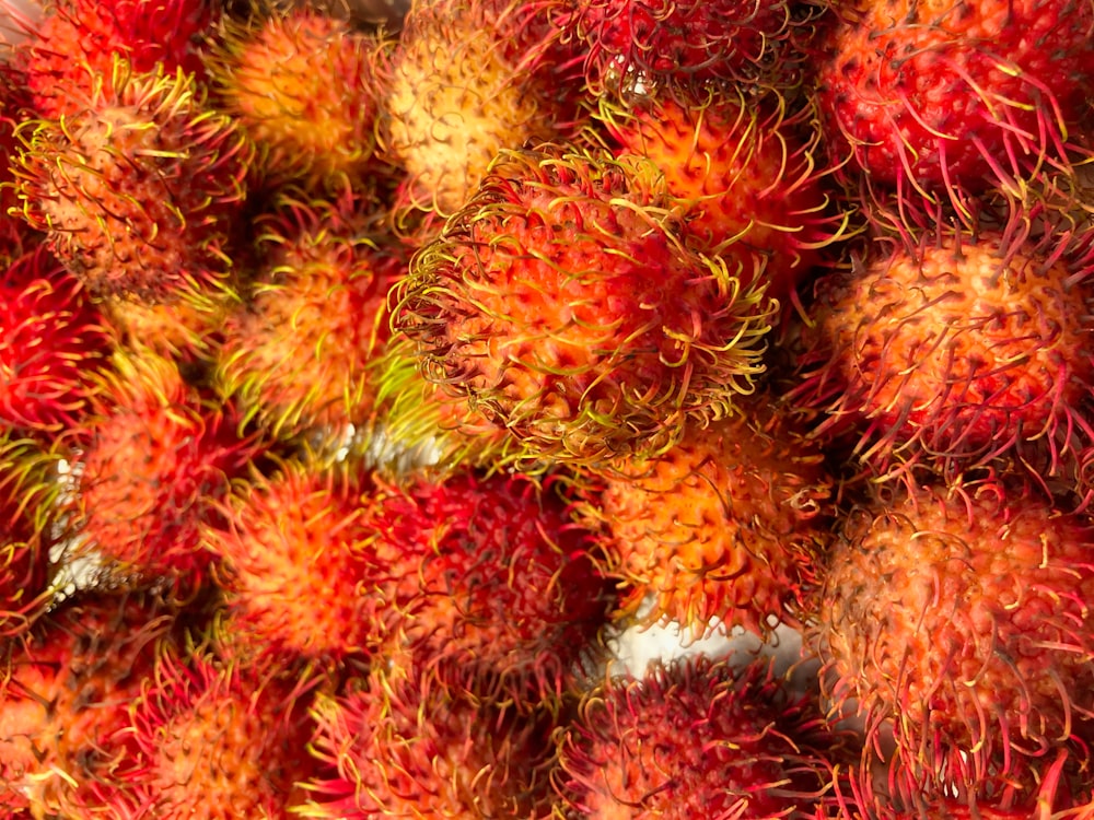 planta de cacto vermelho e amarelo