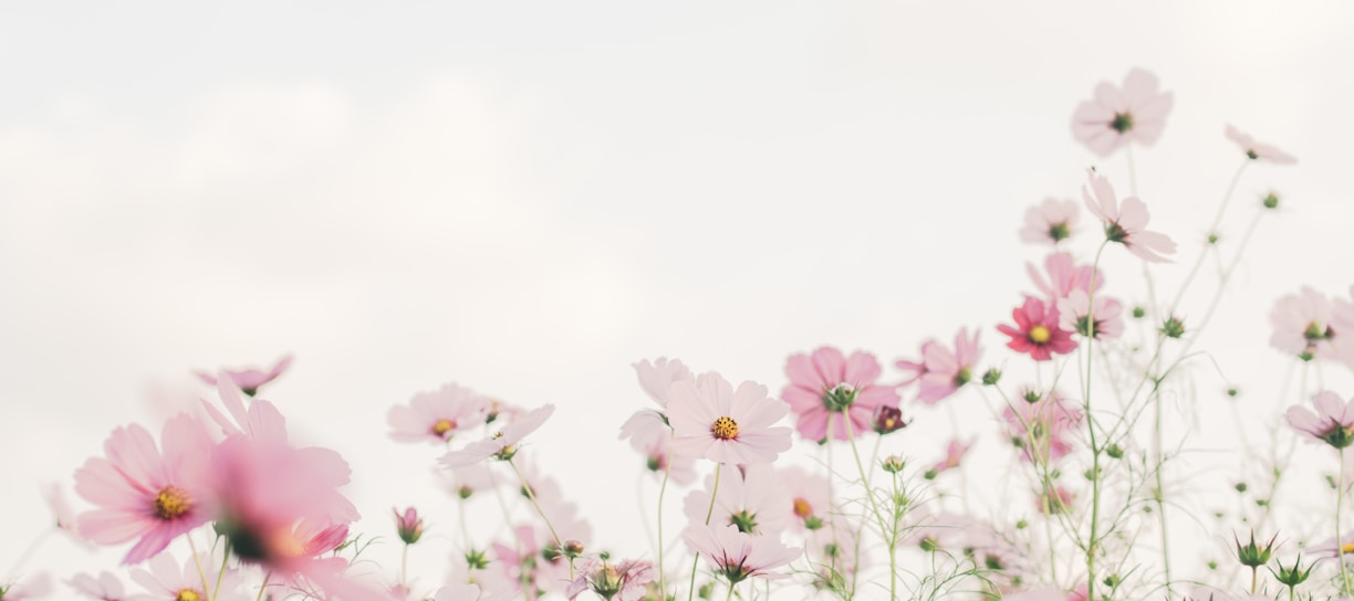 pink and white flowers under white sky during daytime