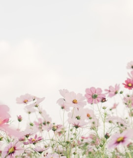 pink and white flowers under white sky during daytime