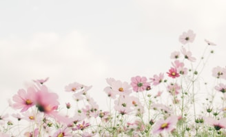 pink and white flowers under white sky during daytime