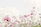 pink and white flowers under white sky during daytime