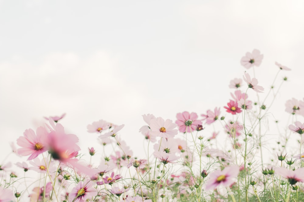 pink and white flowers under white sky during daytime