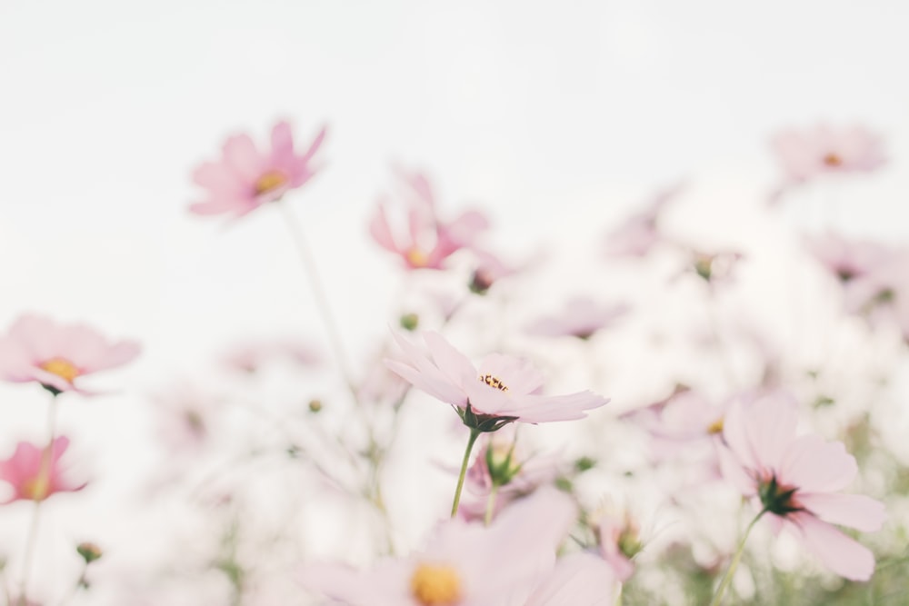 pink flowers in tilt shift lens