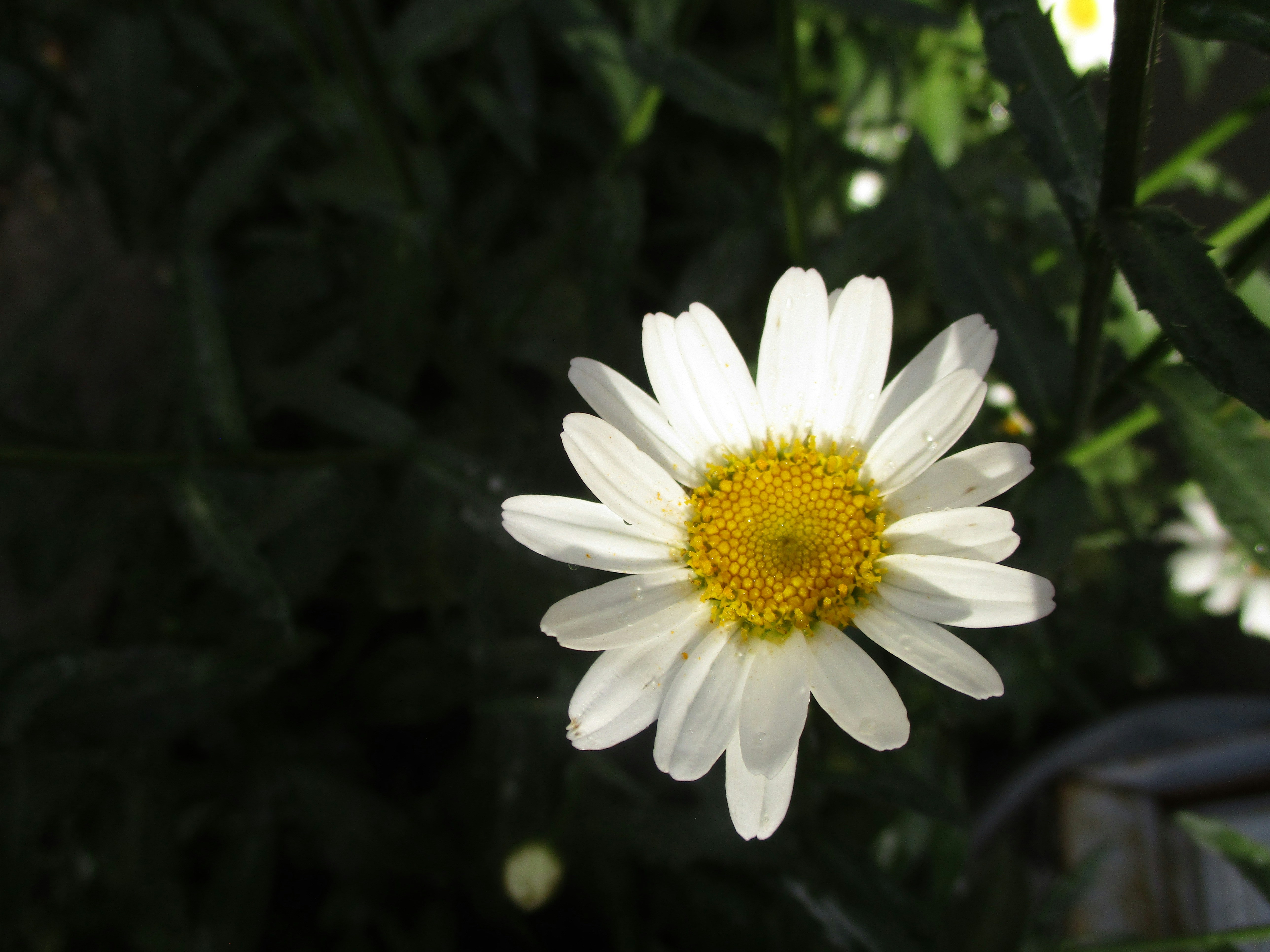 Photo by bobacat14