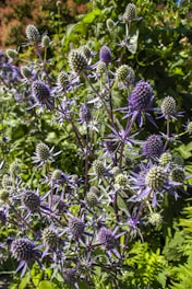 purple and green flower in close up photography