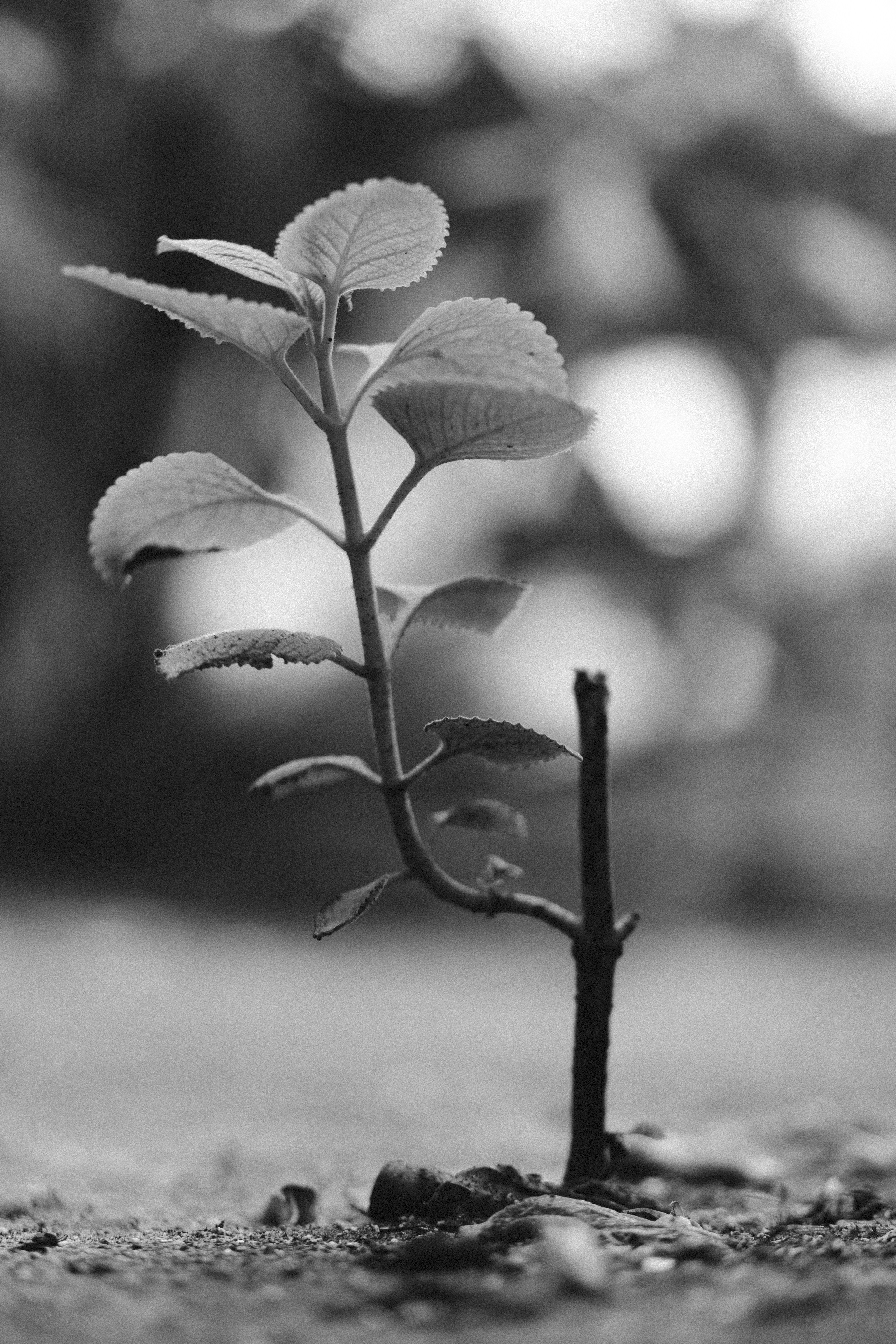 Photo by oscaresquivel