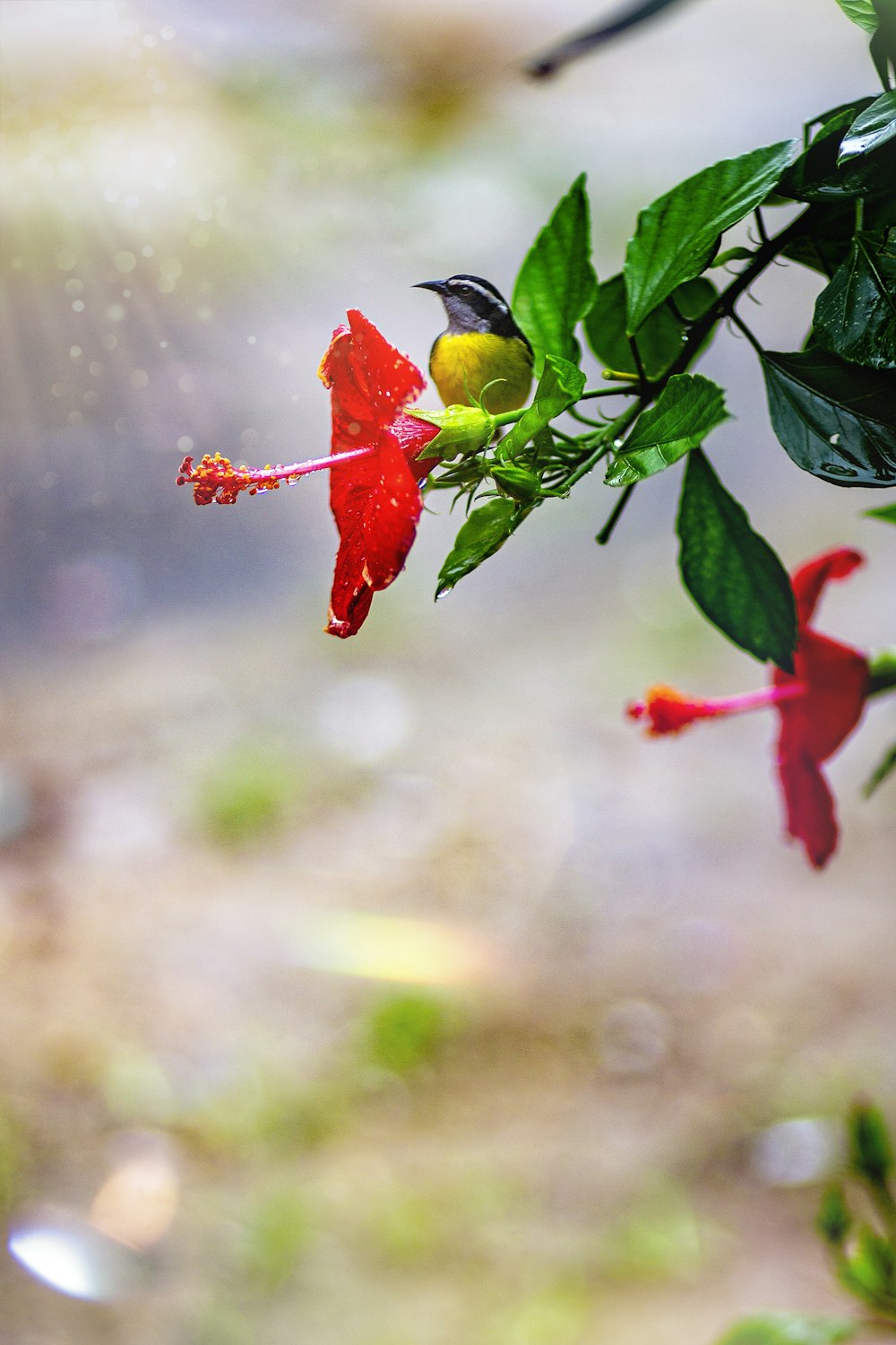 yellow and green bird on red flower