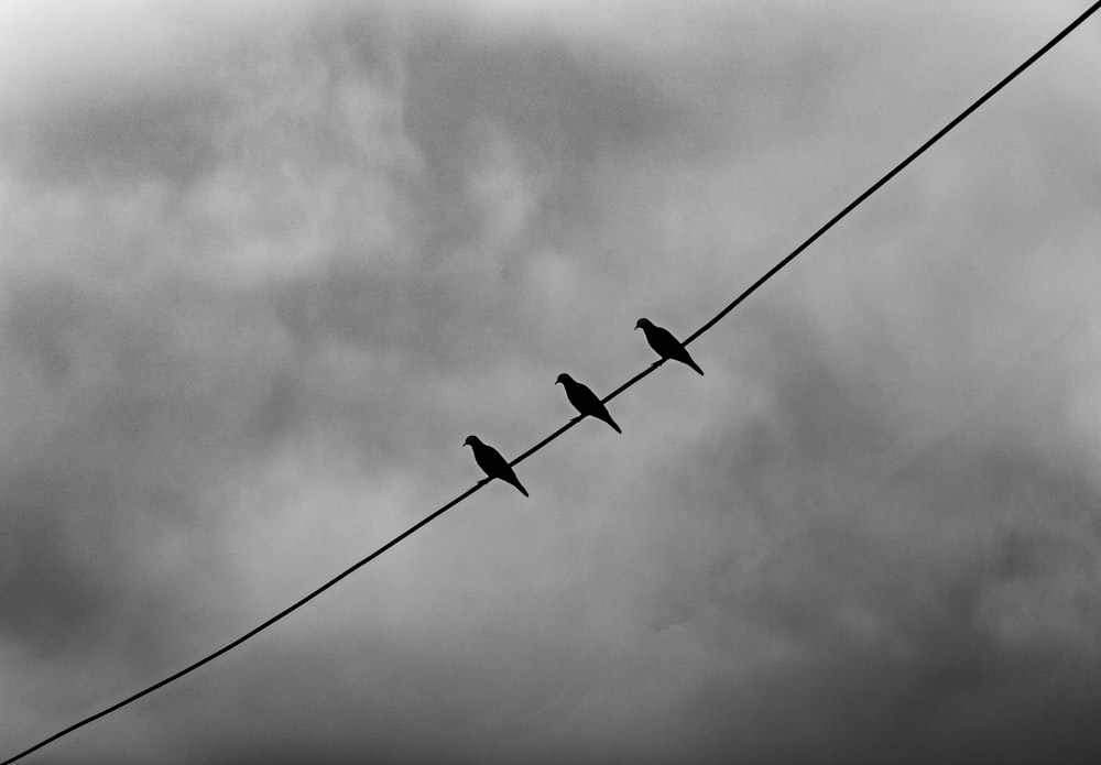 pájaros negros en el cable eléctrico