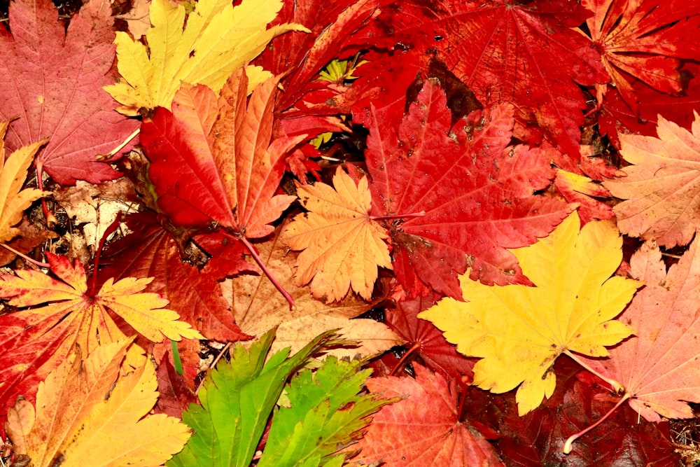 yellow and red maple leaves