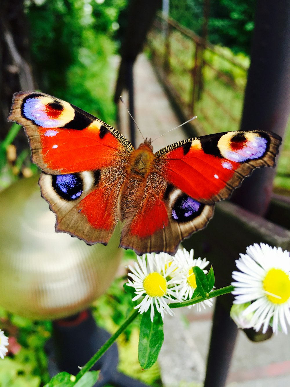 peacock butterfly perched on white flower in close up photography during daytime