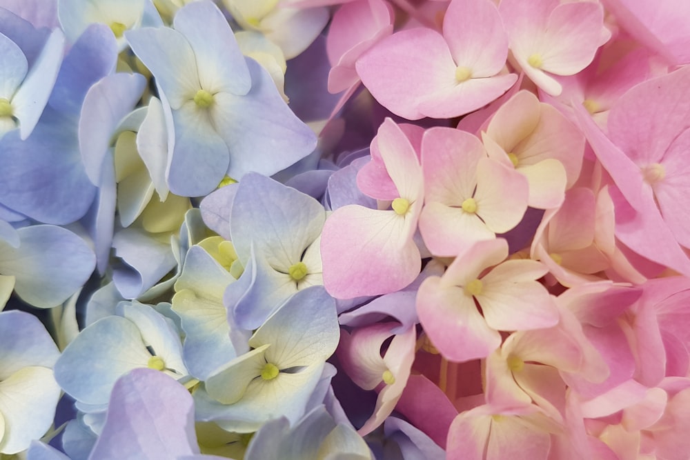 マクロレンズのピンクと白の花