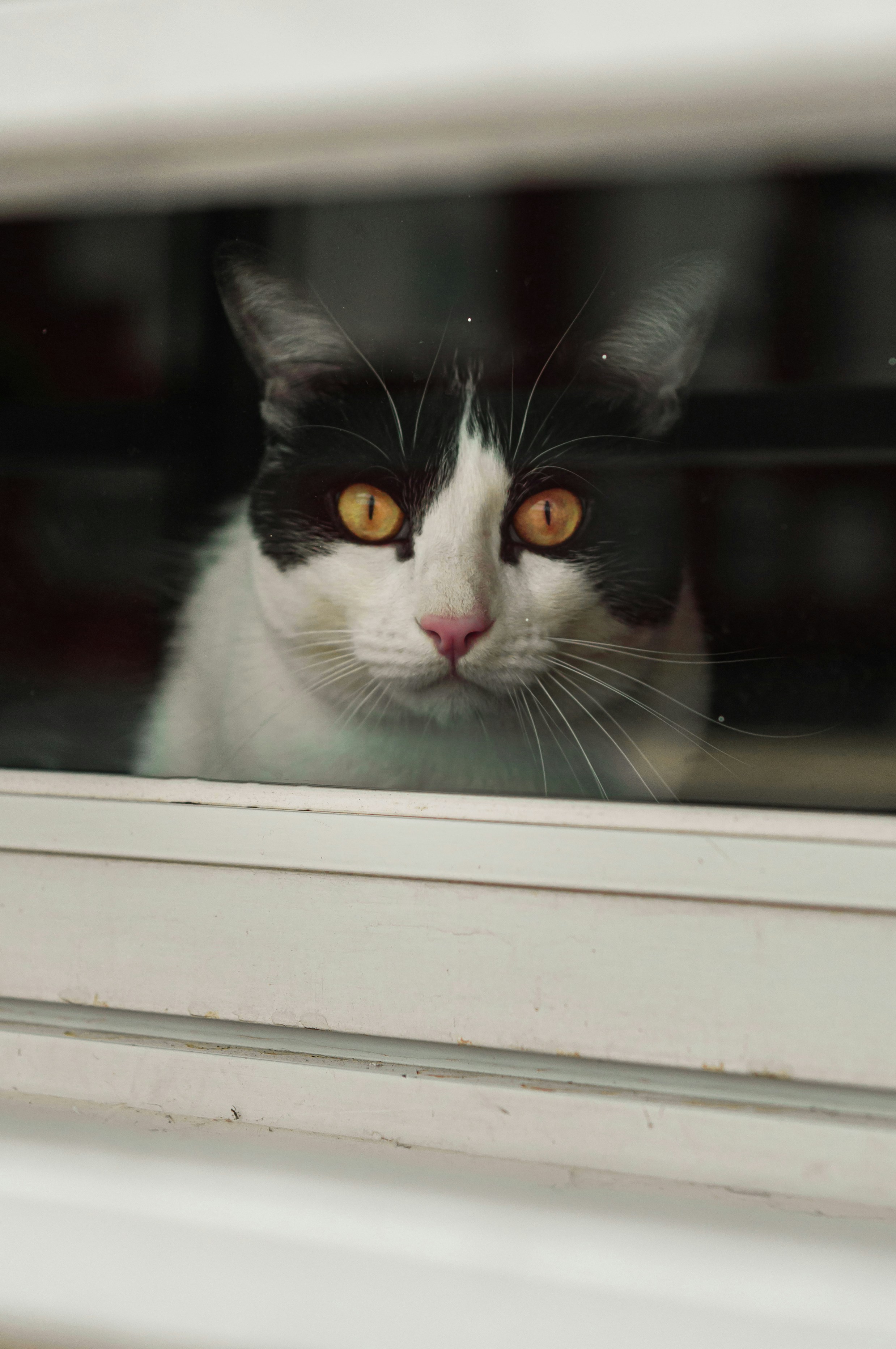 White and black cat on window photo – Free Collado villalba Image on ...