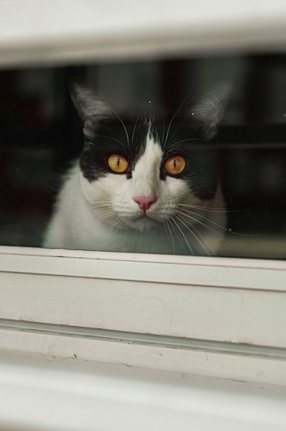 white and black cat on window