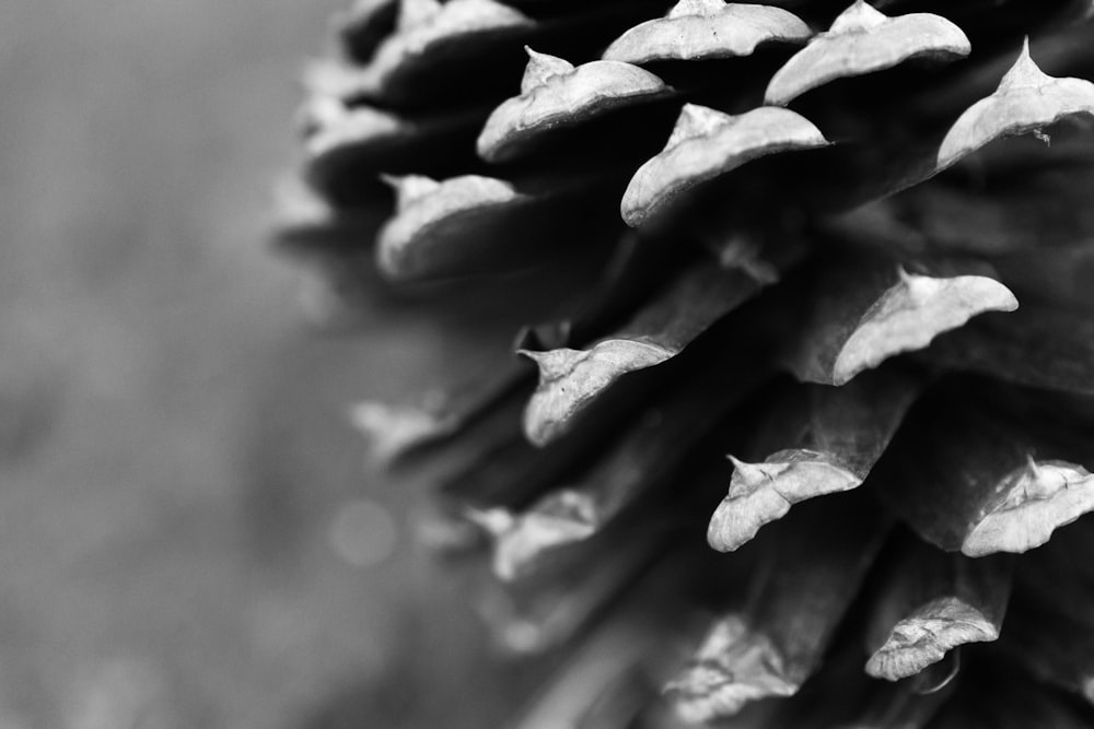 grayscale photo of plant stem