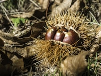 brown and green plant on brown dried leaves