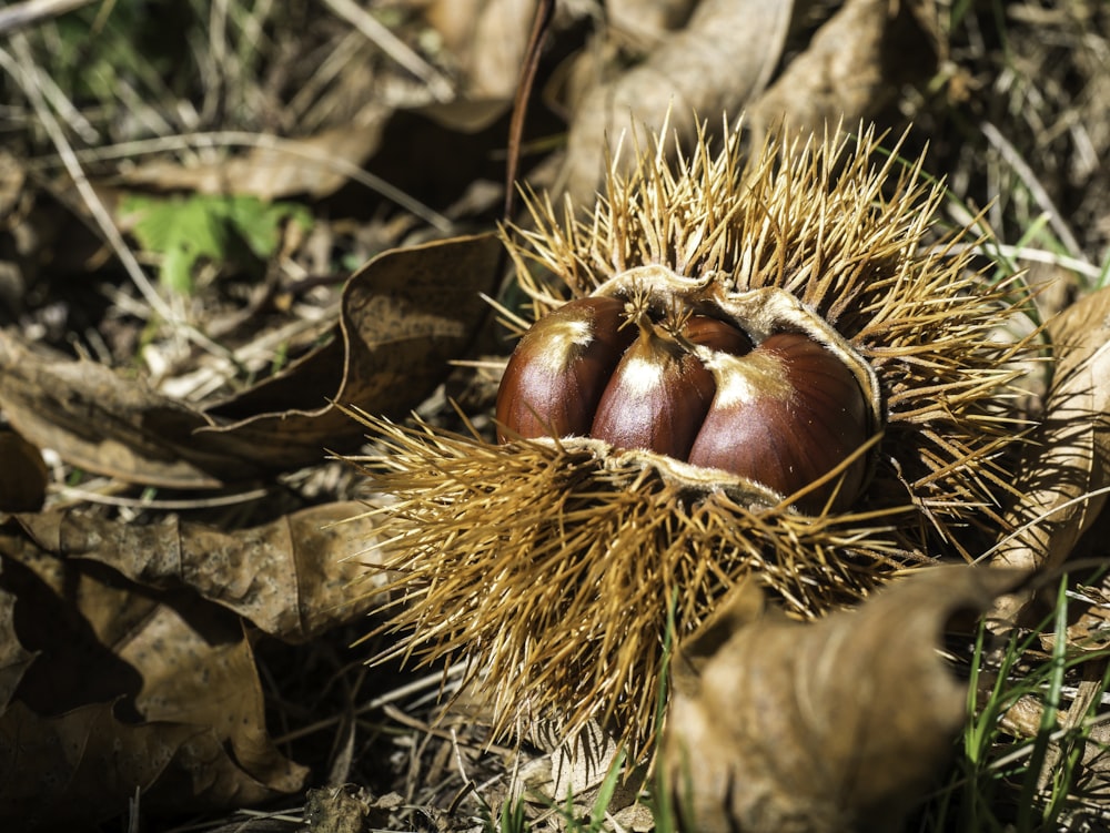 brown and green plant on brown dried leaves