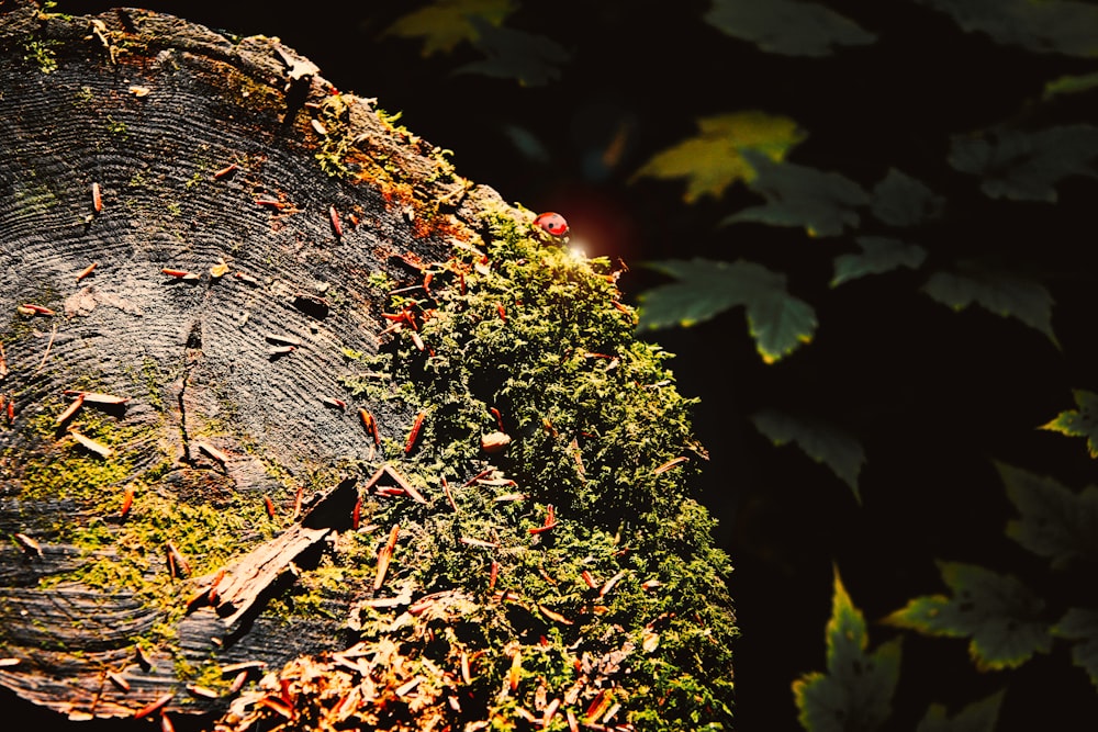 brown dried leaves on brown tree trunk