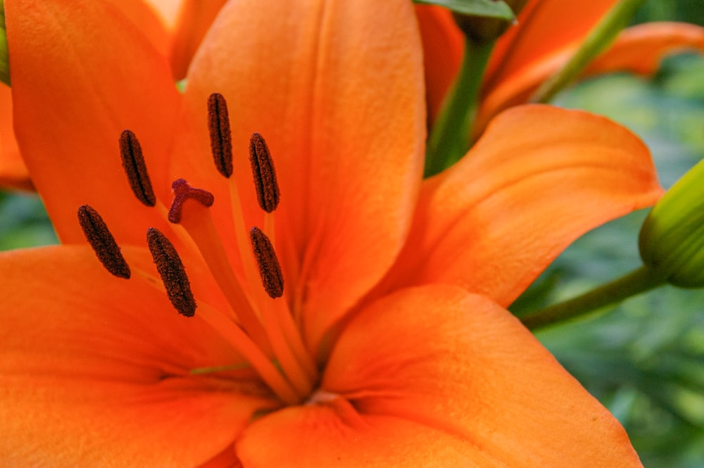 fleur d’oranger dans la photo macro
