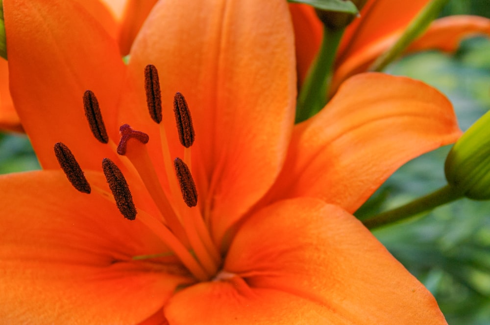 orange flower in macro shot