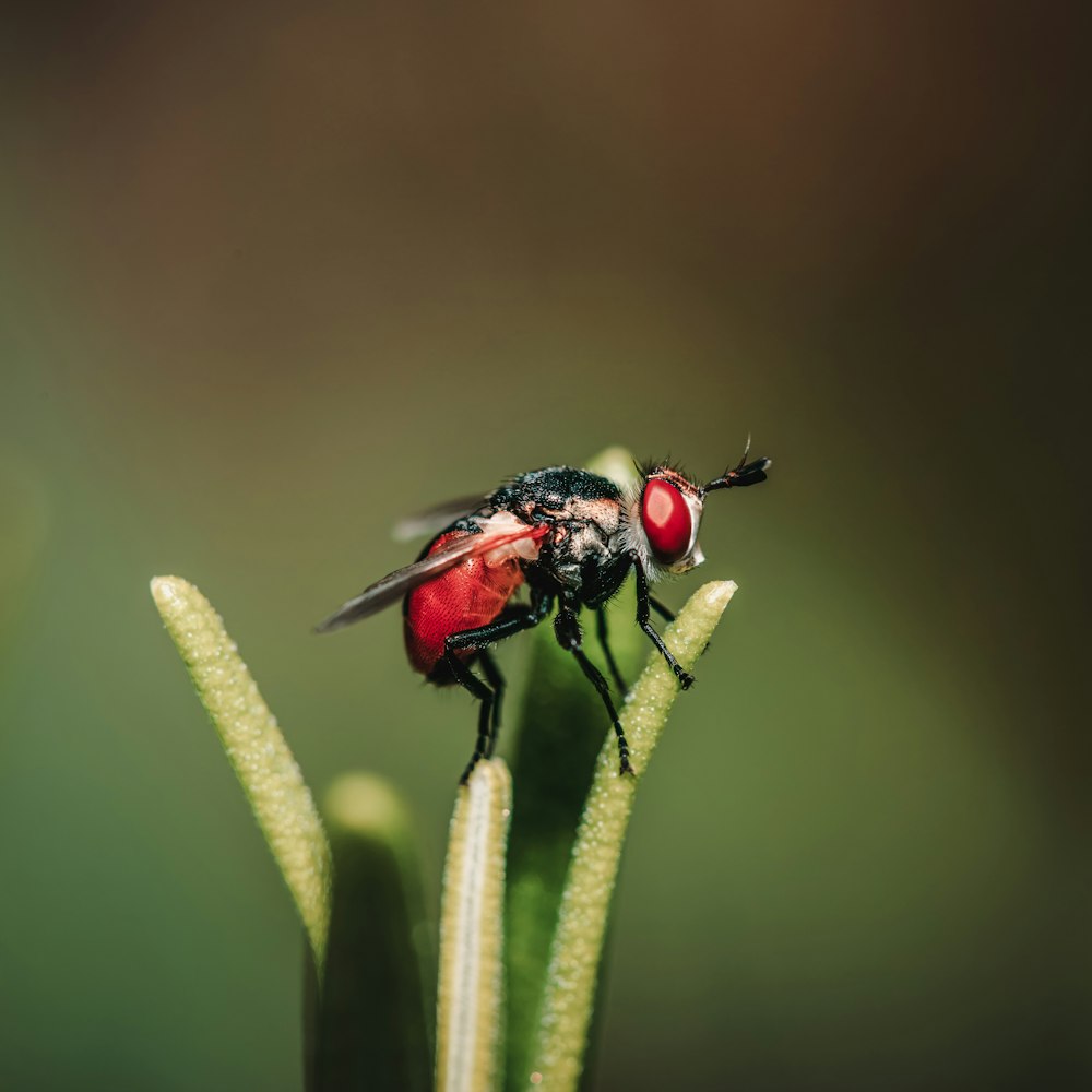 black fly perched on green leaf in close up photography during daytime