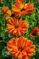 orange flower in tilt shift lens