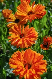 orange flower in tilt shift lens
