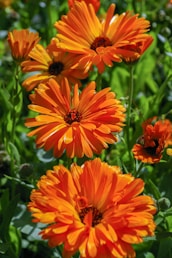 orange flower in tilt shift lens