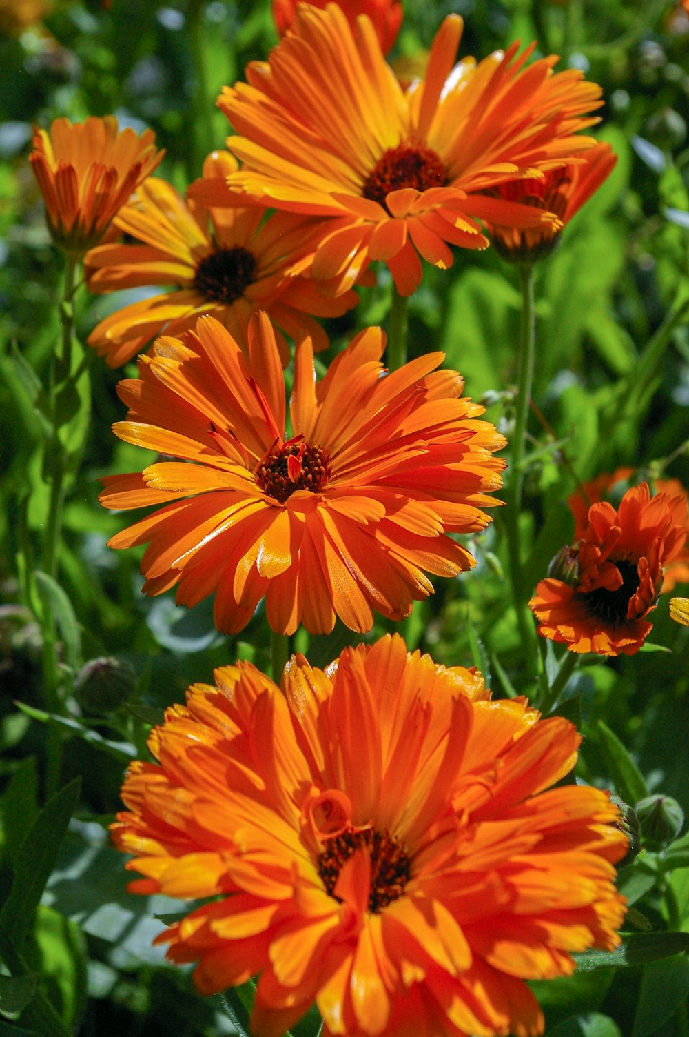 Flor de naranjo en lente de cambio de inclinación