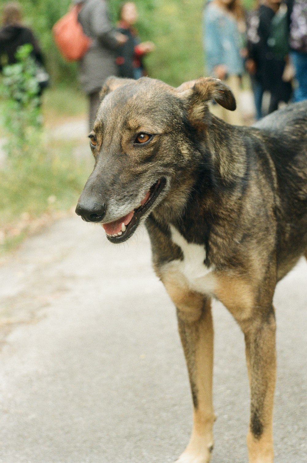 Perro de pelo corto marrón y negro