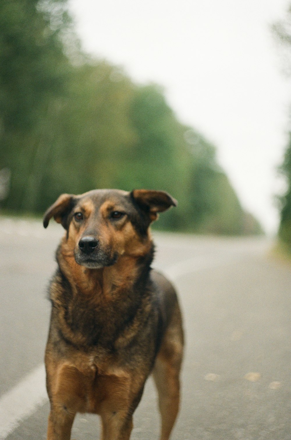 brown and black short coated dog