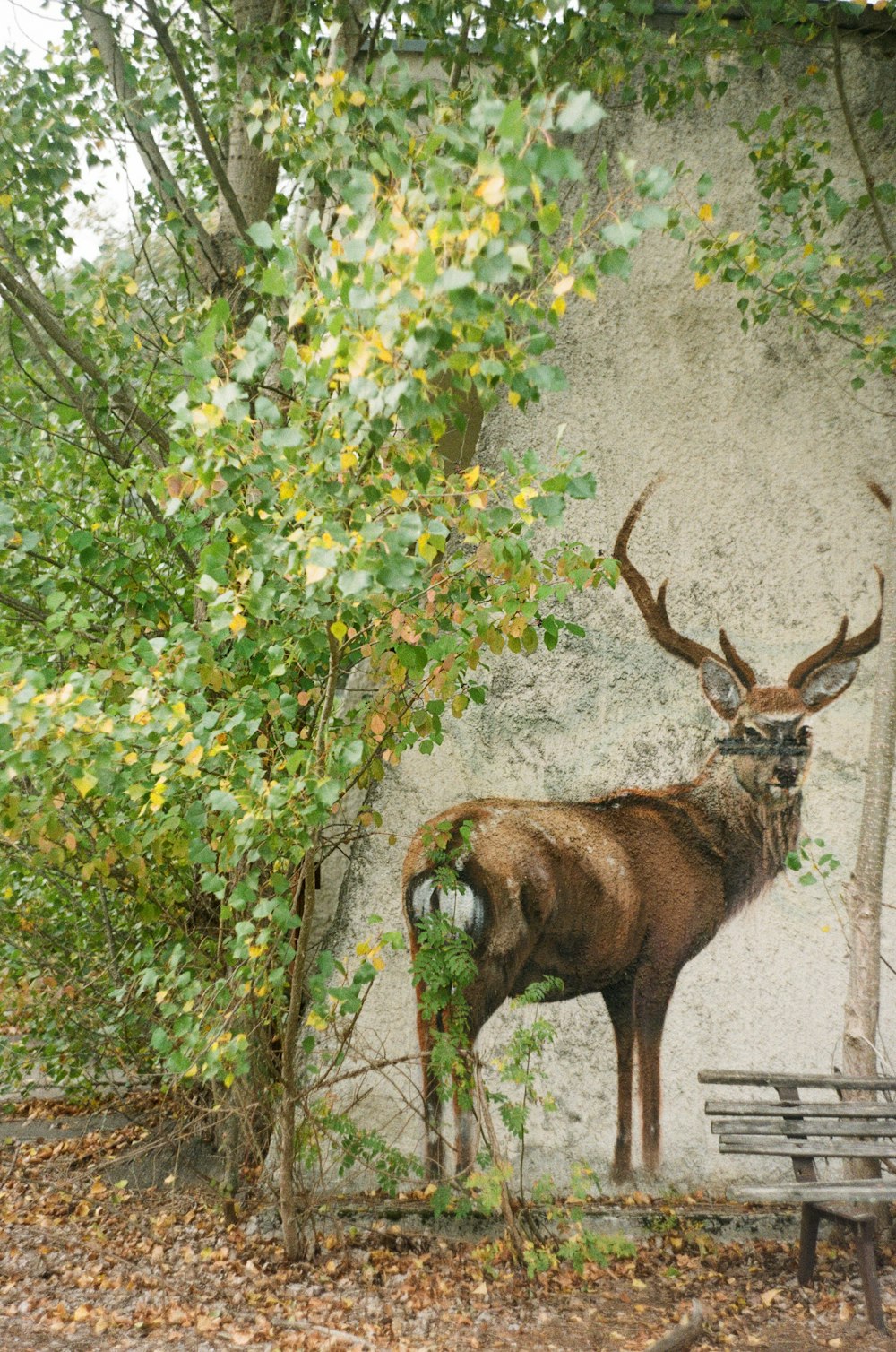 brown deer standing on gray concrete floor during daytime