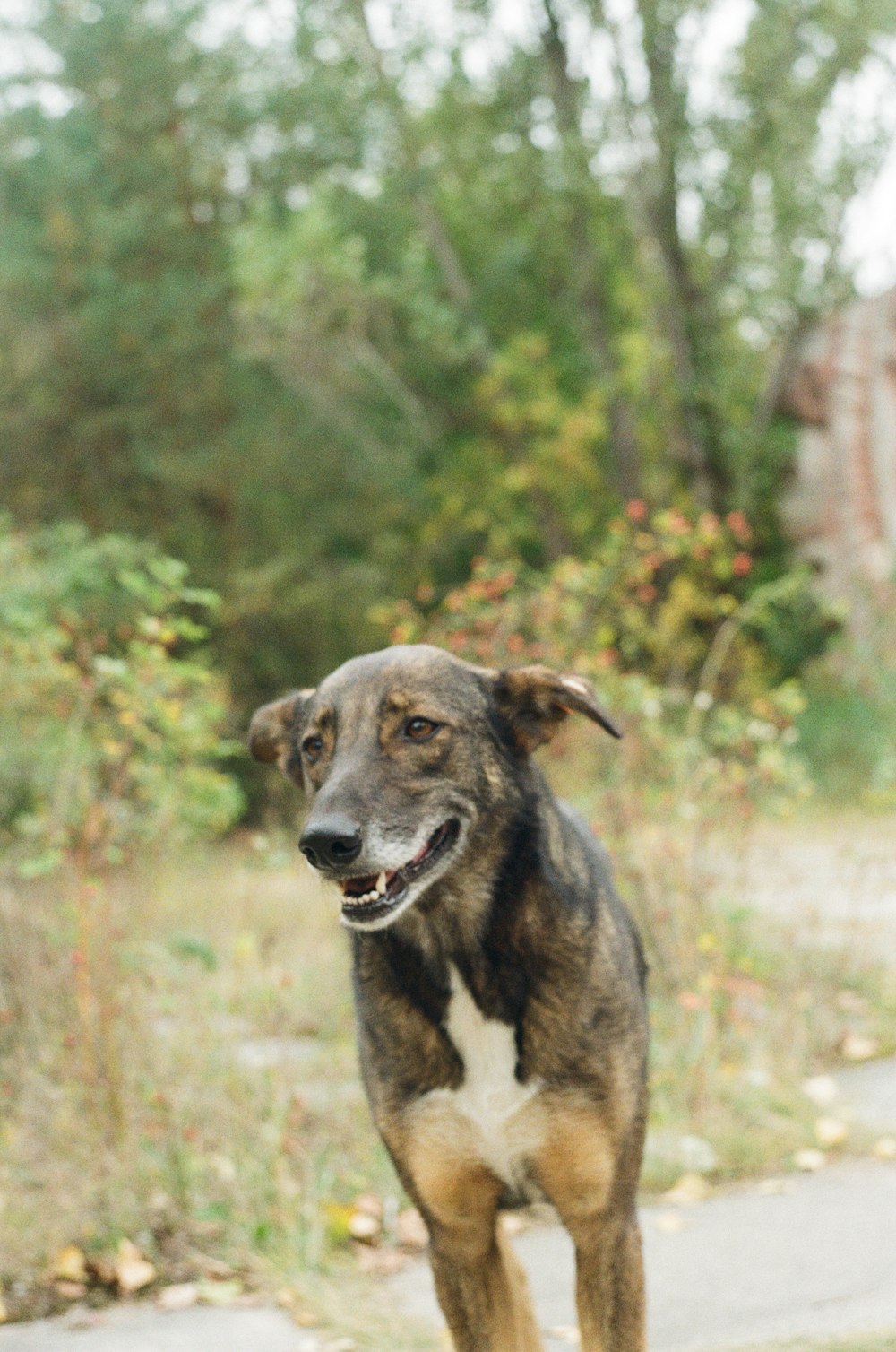 Perro de pelo corto marrón y negro